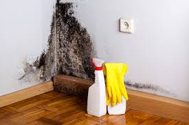 Best Mold Damage Restoration  in West Tawakoni, TX